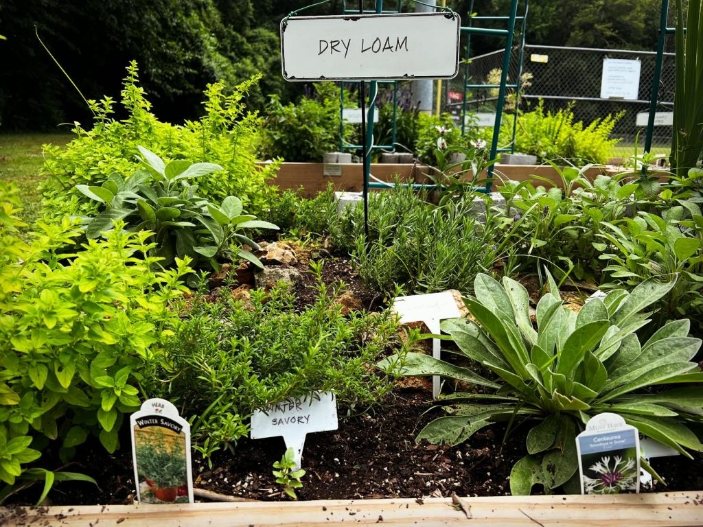 green plants and vegetables in a community garden