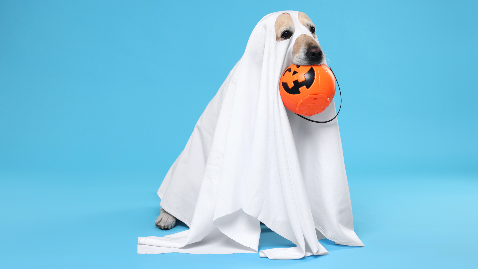 Photo of a dog in a ghost costume with a plastic jack-o-lantern bucket in its mouth in front of a light blue background