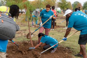 two people with shovels and one person on ground packing dirt around a newly-planted tree