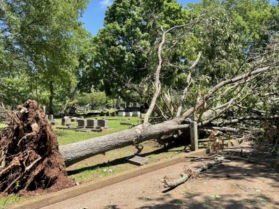 Click to view Arborist Marc Byers on protecting trees and your budget