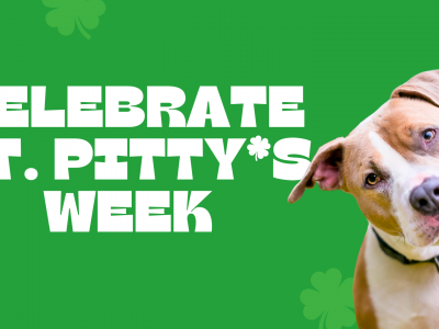 Click to view Huntsville Animal Services celebrates St. Pitty’s Week with free adoptions