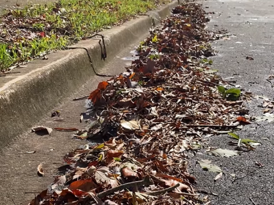 Click to view Leaf it right: A resident’s guide to curbside collection and yard debris