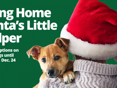 Click to view Bring home Santa?s little helper from Animal Services this holiday season